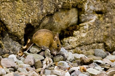 Wood Mouse 4