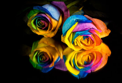 Rainbow Rose 6