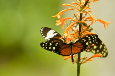 Costa-Rica-7
