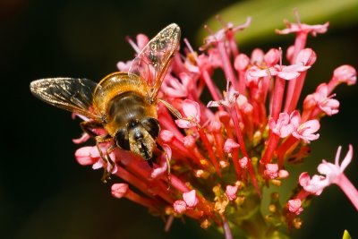 Bee Face