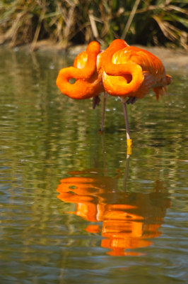2010 Whipsnade Flamingo Love