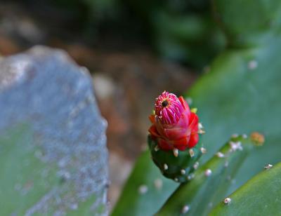 Cacti flower opening