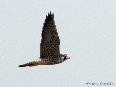Peregrine Falcon in flight 2b.jpg