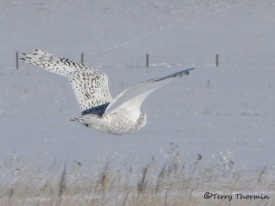 Snowy Owl female in flight 1a.jpg