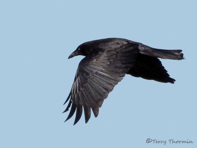 American Crow in flight 1a.jpg