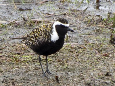 American Golden Plover 3a.jpg