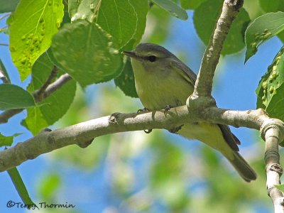 Philadelphia Vireo 1a.jpg