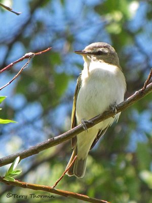 Red-eyed Vireo 9a.jpg