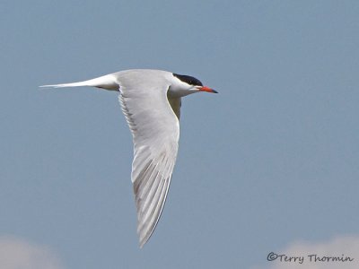 Common Tern in flight 3a.jpg
