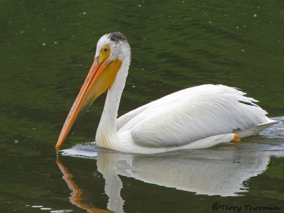 American White Pelican 6a.jpg