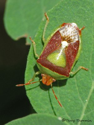 Banasa dimiata - Red-backed Stink Bug 9.jpg