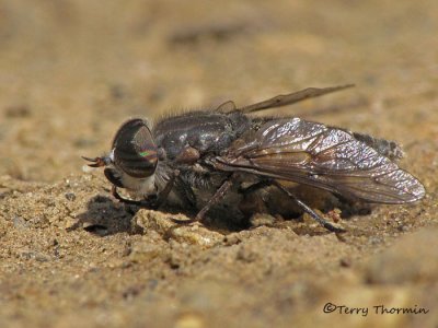 Tabanidae - Horse Fly C1a.jpg