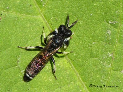 Crabro latipes - Square-headed Wasp male 2a.jpg