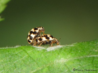 Psyllobora vigintimaculata - Wee-tiny Ladybug 1a.jpg