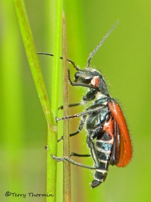 Soft-winged Flower Beetles - Melyridae