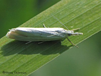 Crambus perlellus innotatellus - Sod Webworm Moth G1a.jpg