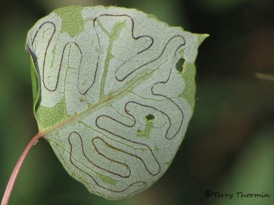 Leaf Miners - Phyllocnistidae