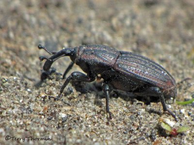 Aphenophorus costipennis 1a.jpg