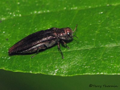 Agrilus sp. - Metallic Wood-boring Beetle A1a.jpg
