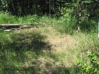 Formica podzolica - Wood Ant mound 1.JPG