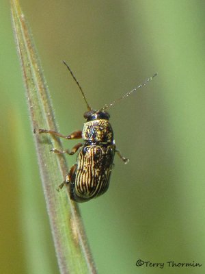 Pachybrachis sp. - Cylindrical Leaf Beetle A3a.JPG