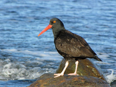 Black Oystercatcher 11a.jpg