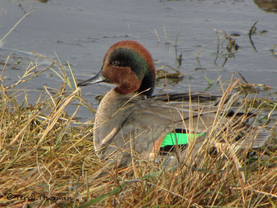 Green-winged Teal 12a.jpg