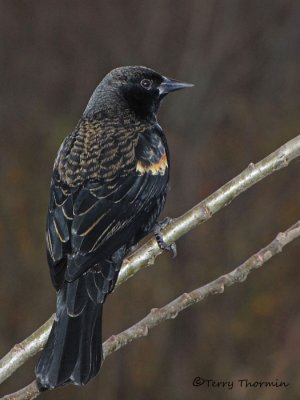 Blackbirds