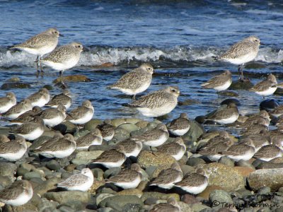 Shorebirds 1b.jpg