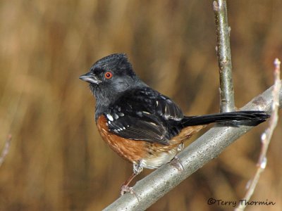 Spotted Towhee 8a.jpg