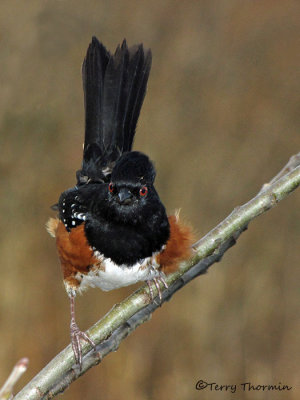 Spotted Towhee 9a.jpg