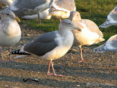 Glaucous-winged X Western Gull hybrid 1a.jpg