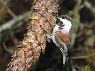 Chestnut-backed Chickadee 9a.jpg