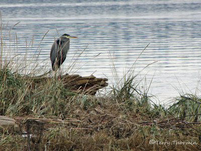 Great Blue Heron 17a.jpg