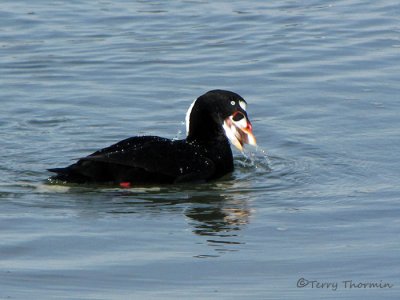 Surf Scoter with clam 2a.jpg