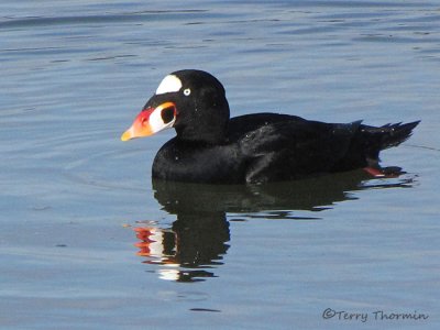 Surf Scoter 14b.jpg