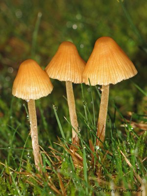 Mushroom V1a.jpg