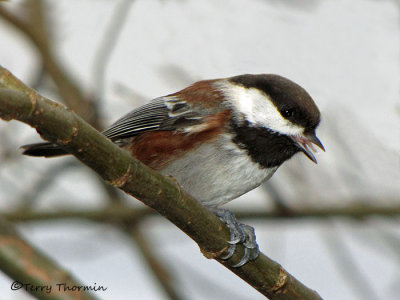 Chestnut-backed Chickadee 8a.jpg