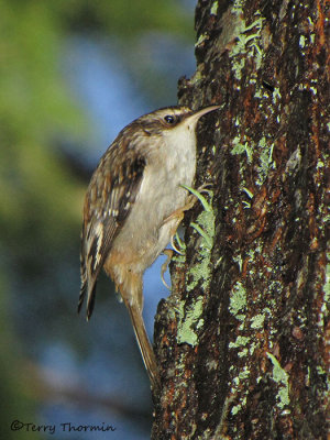 Brown Creeper 2c.jpg