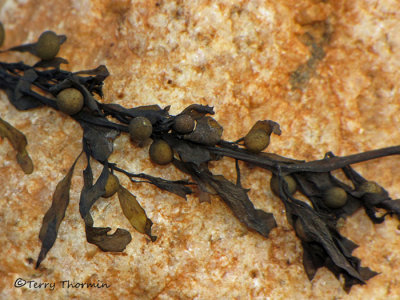 Sargassum muticum - Wireweed 1a.jpg