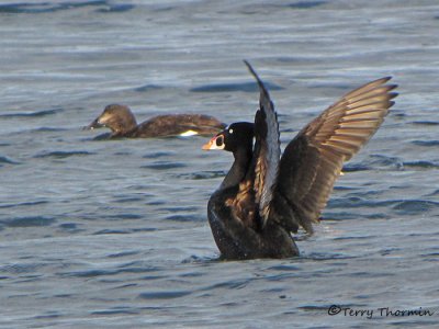 Surf Scoter flapping wings 1a.jpg