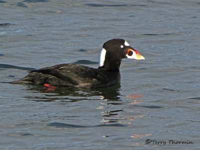 C.V.C.C. gallery - Scoters, Long-tails and Mergs