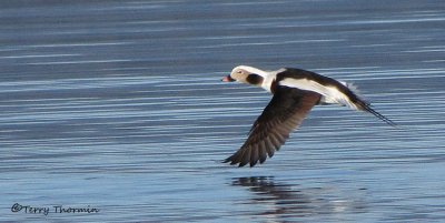 Long-tailed Duck in flight 2c.jpg