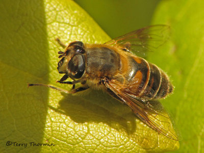 Eristalis tenax - Drone Fly 9a.jpg