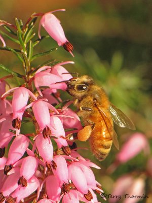 Apis melifera - Honey Bee on Winter Heather 2a.jpg