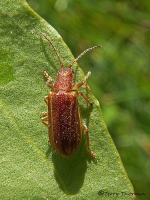 Syneta hamata - Chrysomelid A2a.jpg