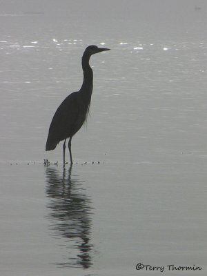 Great Blue Heron silouette 1b.jpg