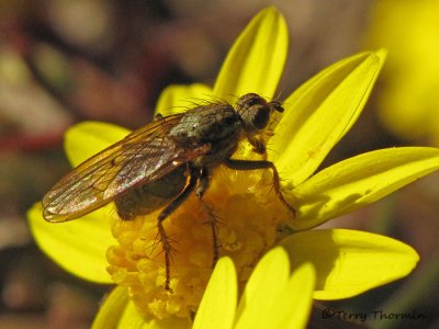 Dung Flies - Scathophagidae of B.C.