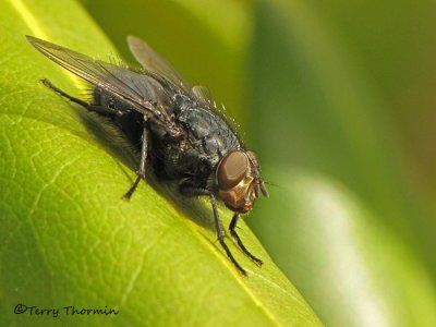 Calliphora sp. - Blow fly A1b.jpg