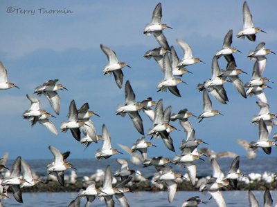 Dunlin in flight 3a.jpg